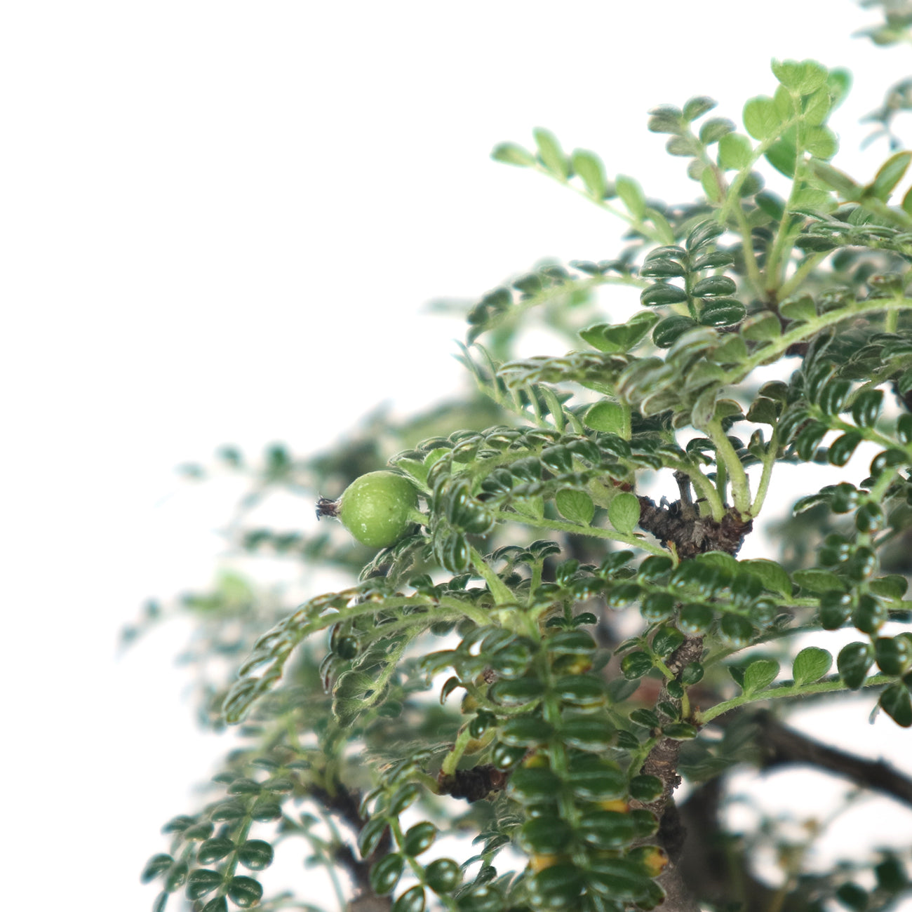 Japanese Pepper (Sansho) Bonsai