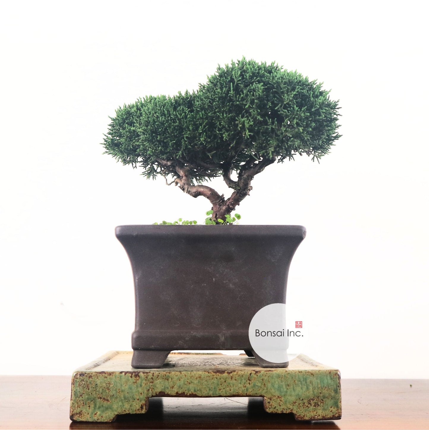 Japanese Juniper Shimpaku Bonsai 日本真柏