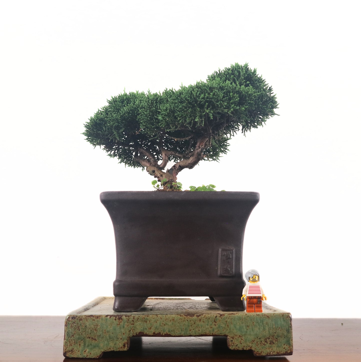 Japanese Juniper Shimpaku Bonsai 日本真柏