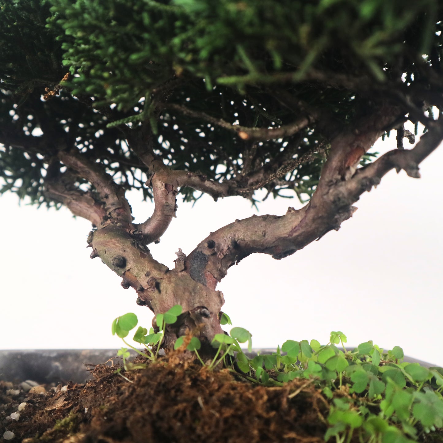 Japanese Juniper Shimpaku Bonsai 日本真柏