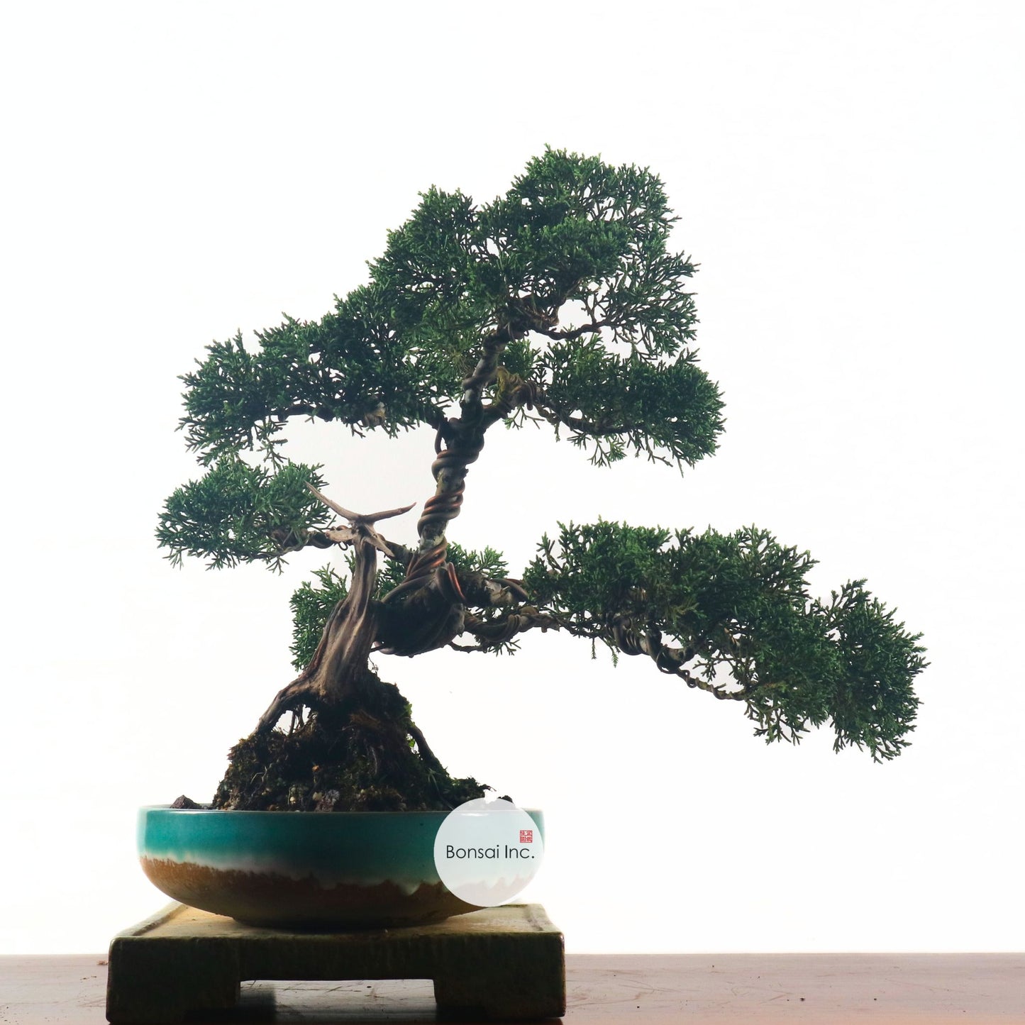 Japanese Juniper Shimpaku Bonsai 日本真柏