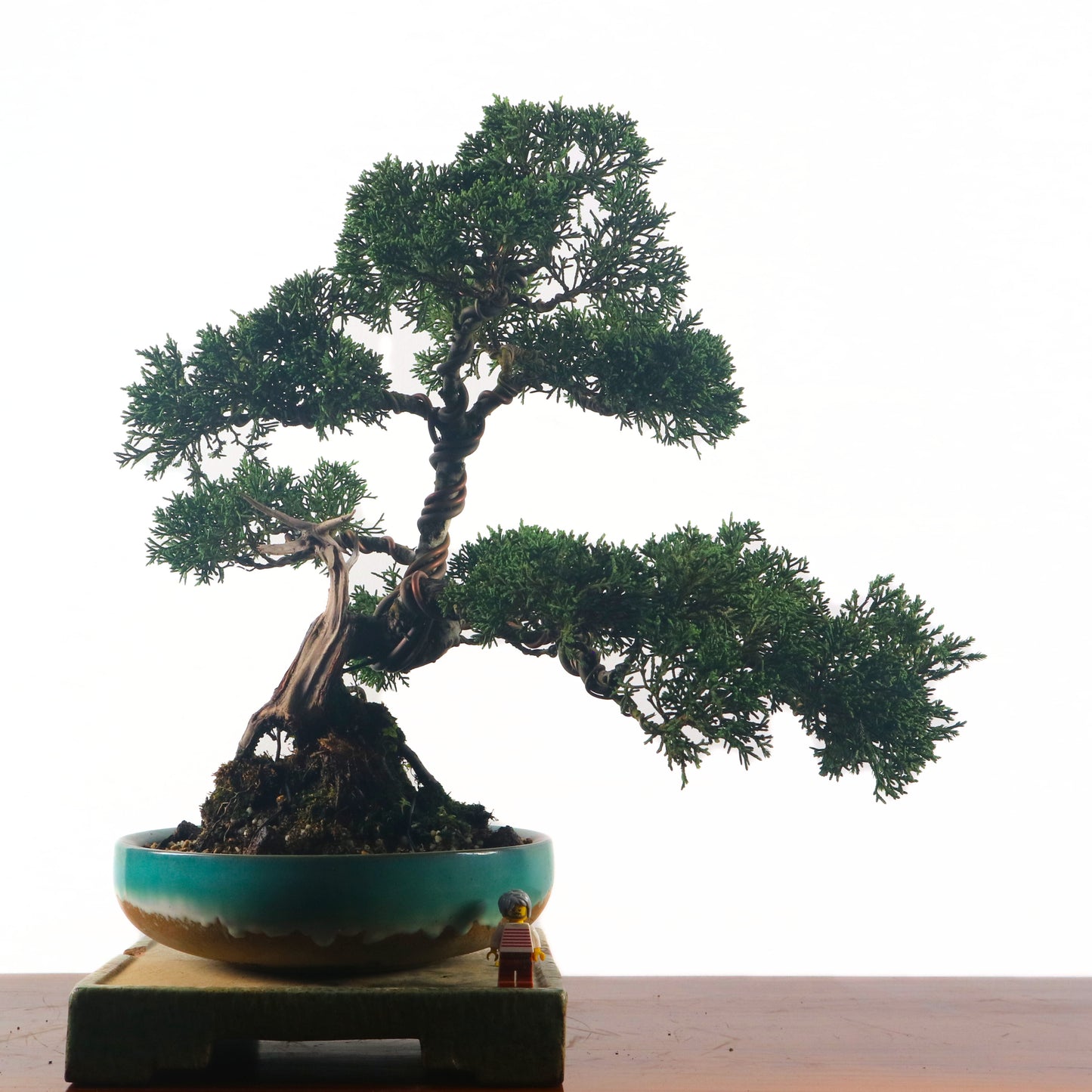 Japanese Juniper Shimpaku Bonsai 日本真柏