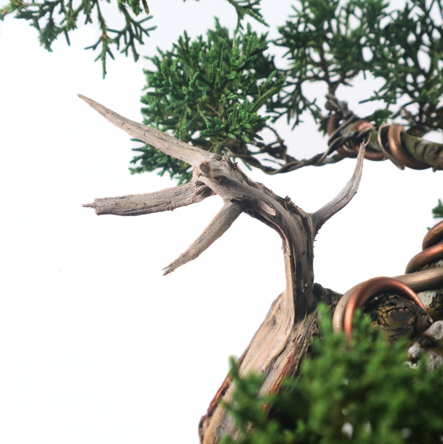 Japanese Juniper Shimpaku Bonsai 日本真柏