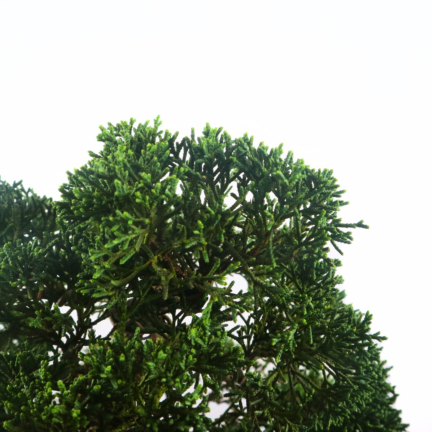 Japanese Juniper Shimpaku Bonsai 日本真柏