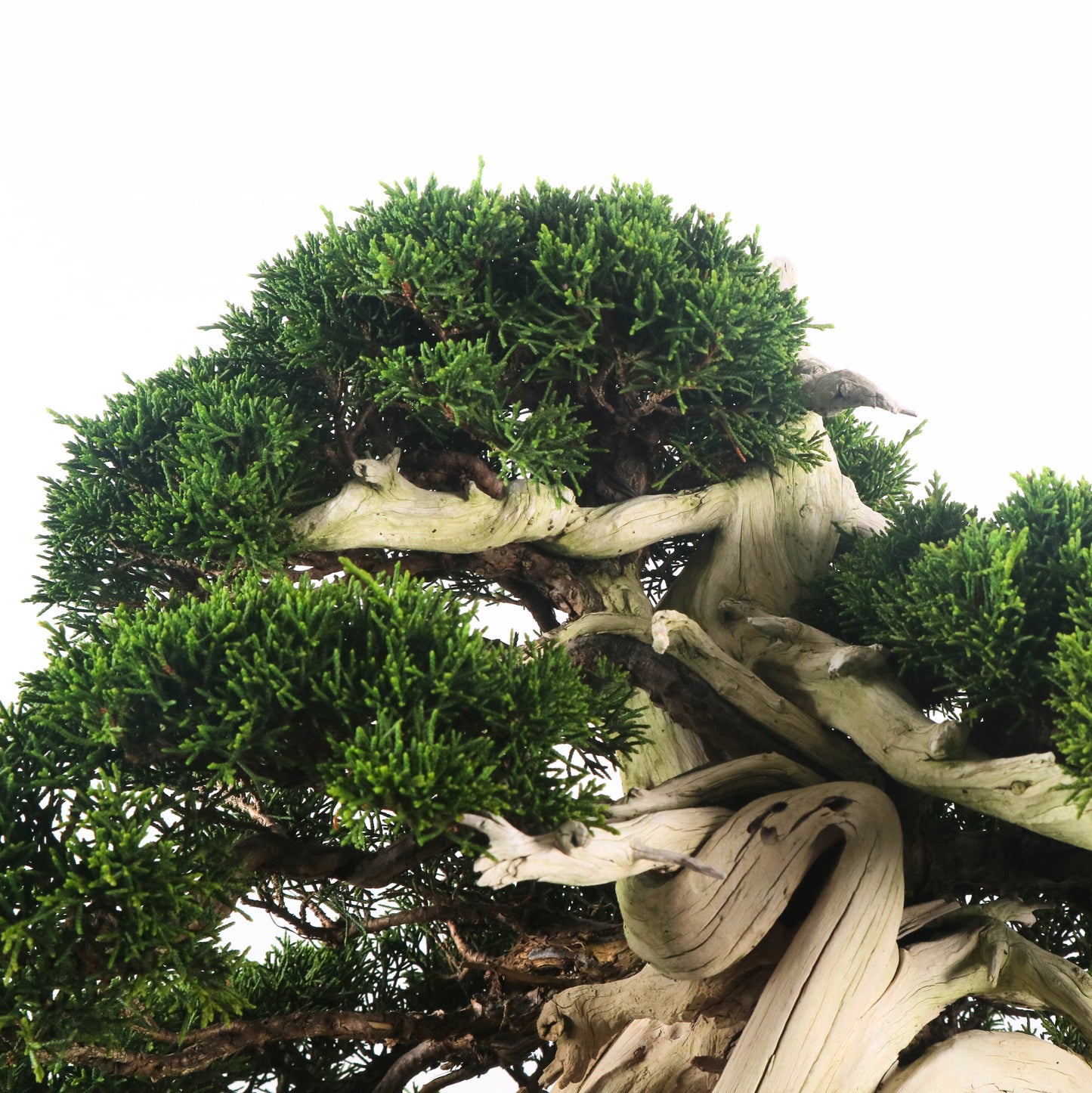 Japanese Juniper Shimpaku Bonsai 日本真柏
