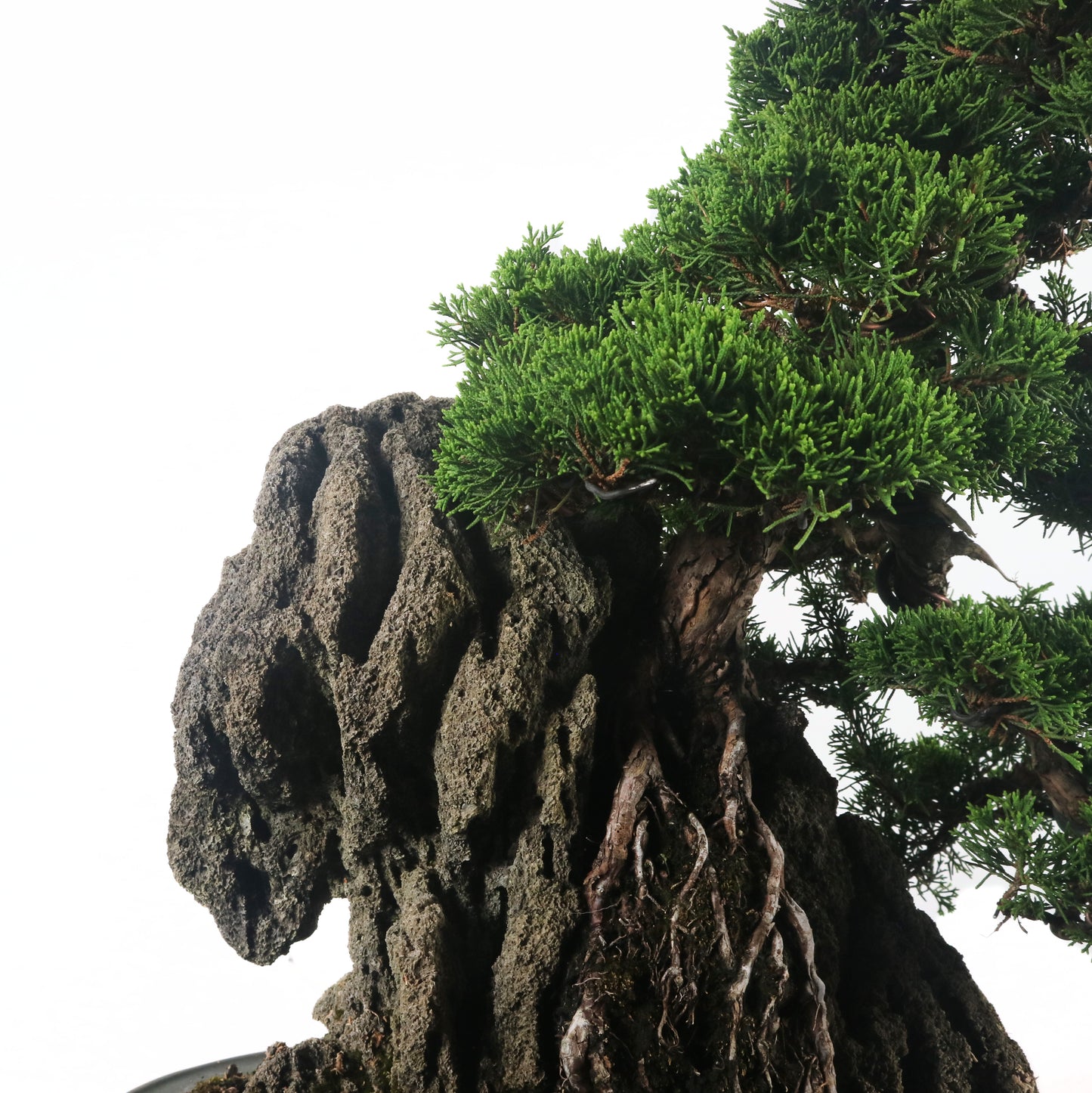 Japanese Juniper Shimpaku Bonsai 日本真柏