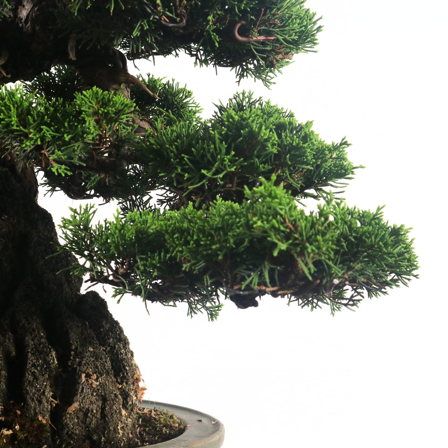 Japanese Juniper Shimpaku Bonsai 日本真柏