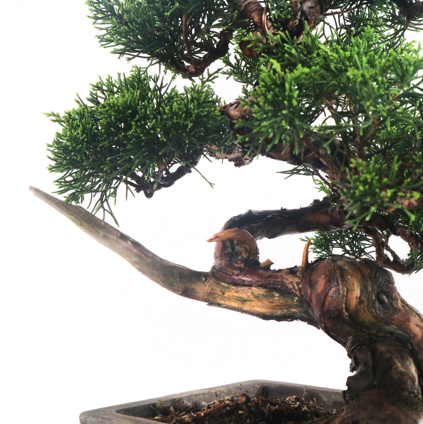 Japanese Juniper Shimpaku Bonsai 日本真柏