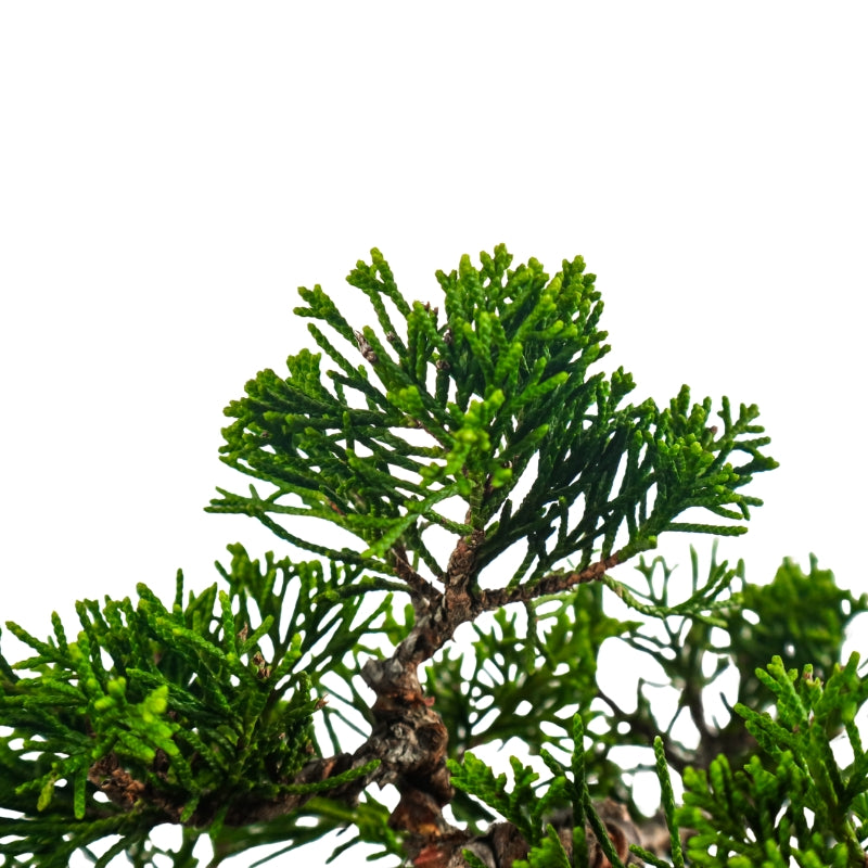 Japanese Juniper Shimpaku Bonsai 日本真柏