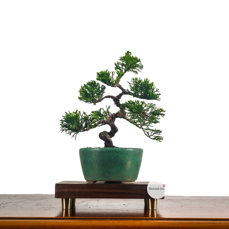 Japanese Juniper Shimpaku Bonsai 日本真柏