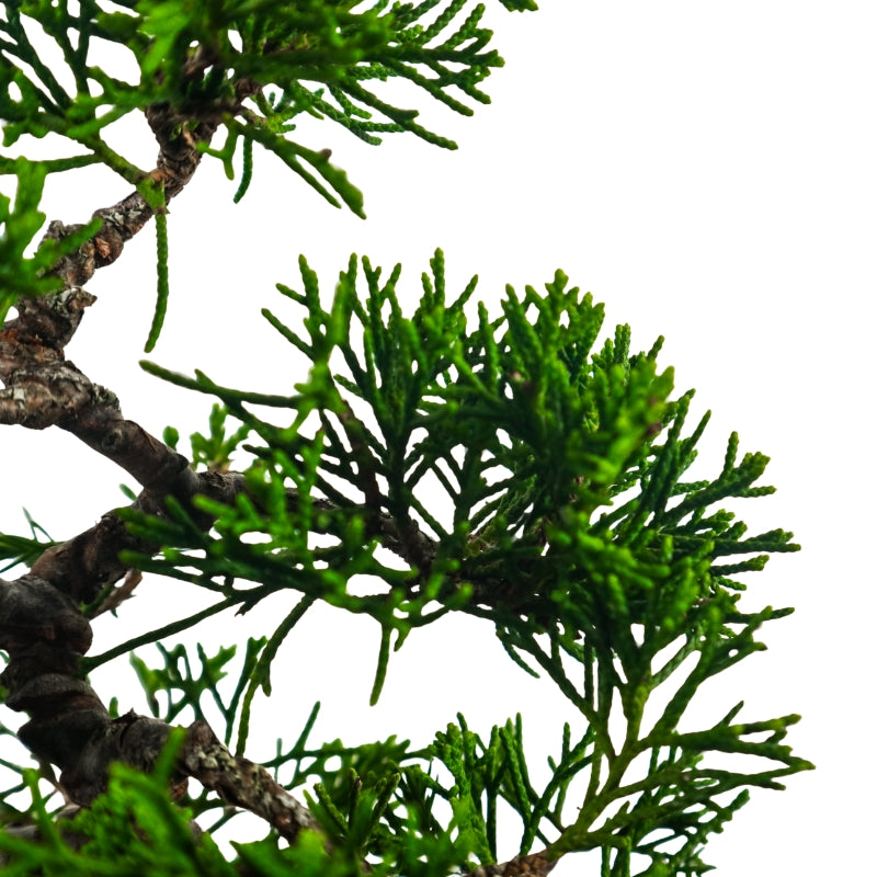 Japanese Juniper Shimpaku Bonsai 日本真柏