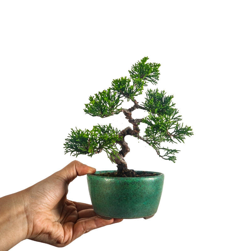 Japanese Juniper Shimpaku Bonsai 日本真柏