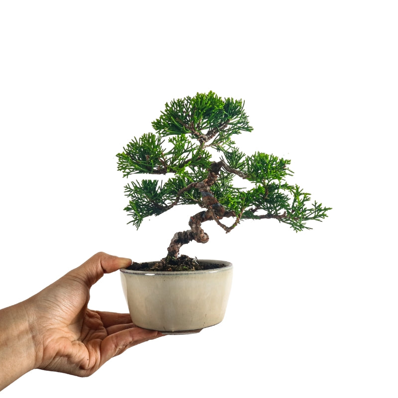 Japanese Juniper Shimpaku Bonsai 日本真柏