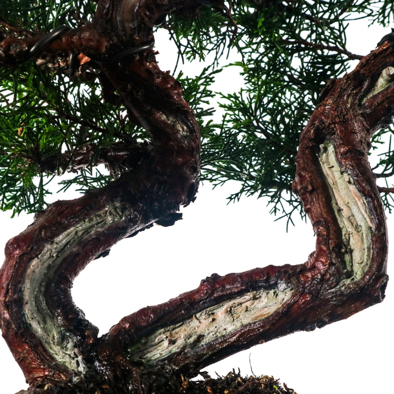 Japanese Juniper Shimpaku Bonsai 日本真柏