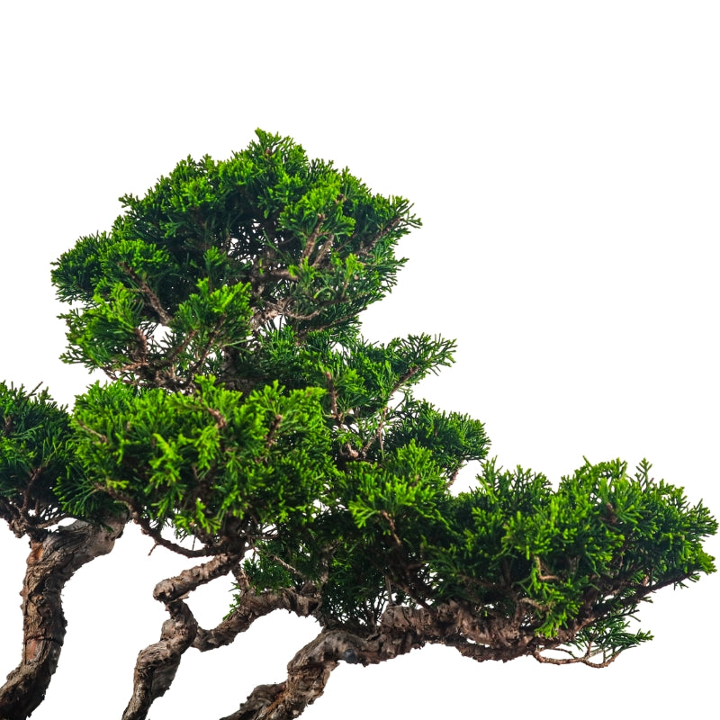 Japanese Juniper Shimpaku Bonsai 日本真柏