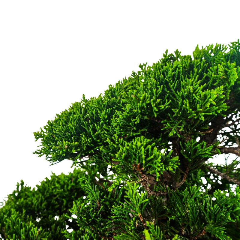 Japanese Juniper Shimpaku Bonsai 日本真柏