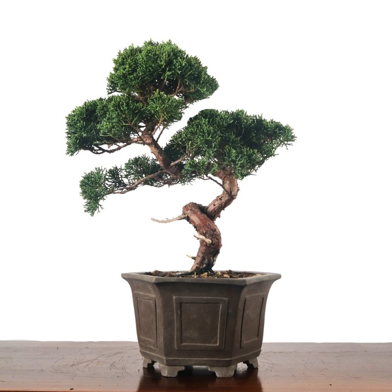 Japanese Juniper Shimpaku Bonsai 日本真柏
