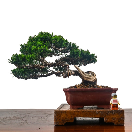 Japanese Juniper Shimpaku Bonsai 日本真柏
