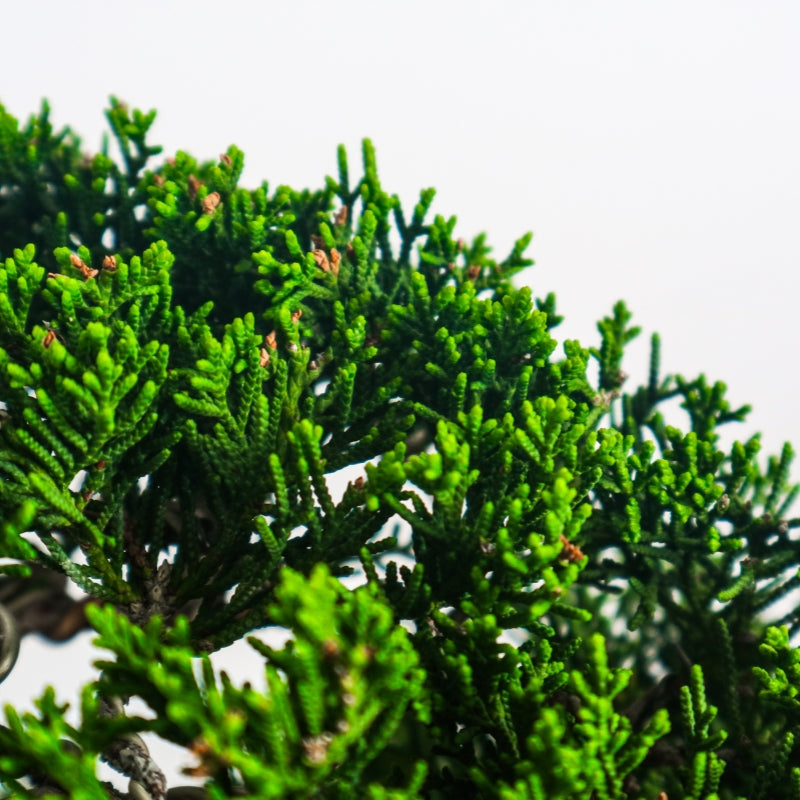 Japanese Juniper Shimpaku Bonsai 日本真柏