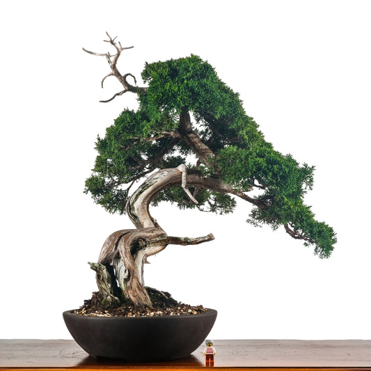 Japanese Juniper Shimpaku Bonsai 日本真柏