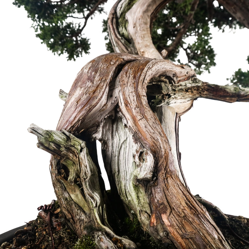 Japanese Juniper Shimpaku Bonsai 日本真柏