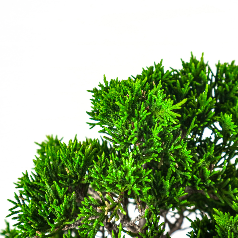 Japanese Juniper Shimpaku Bonsai 日本真柏