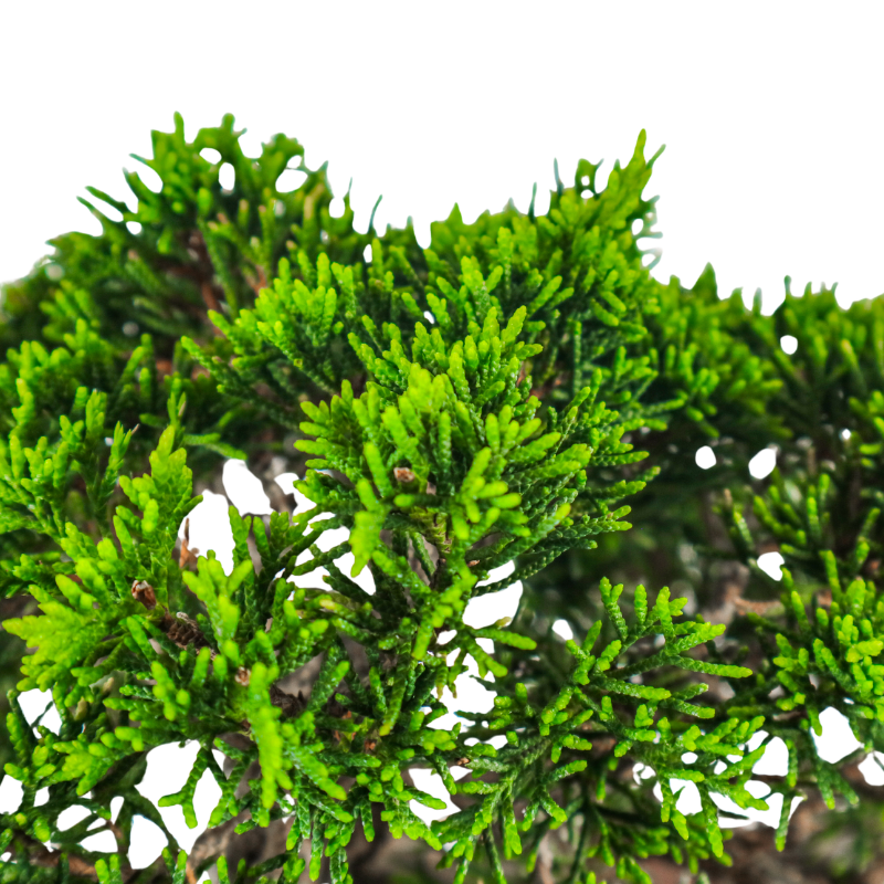 Japanese Juniper Shimpaku Bonsai 日本真柏