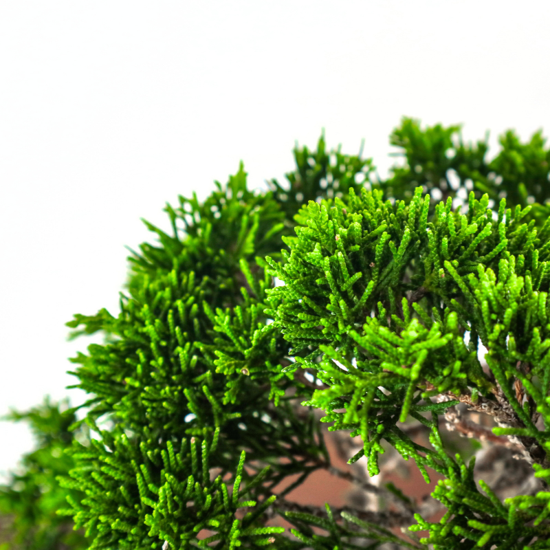 Japanese Juniper Shimpaku Bonsai 日本真柏