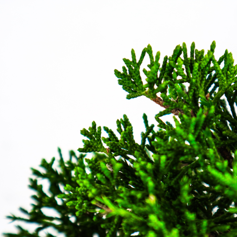 Japanese Juniper Shimpaku Bonsai 日本真柏