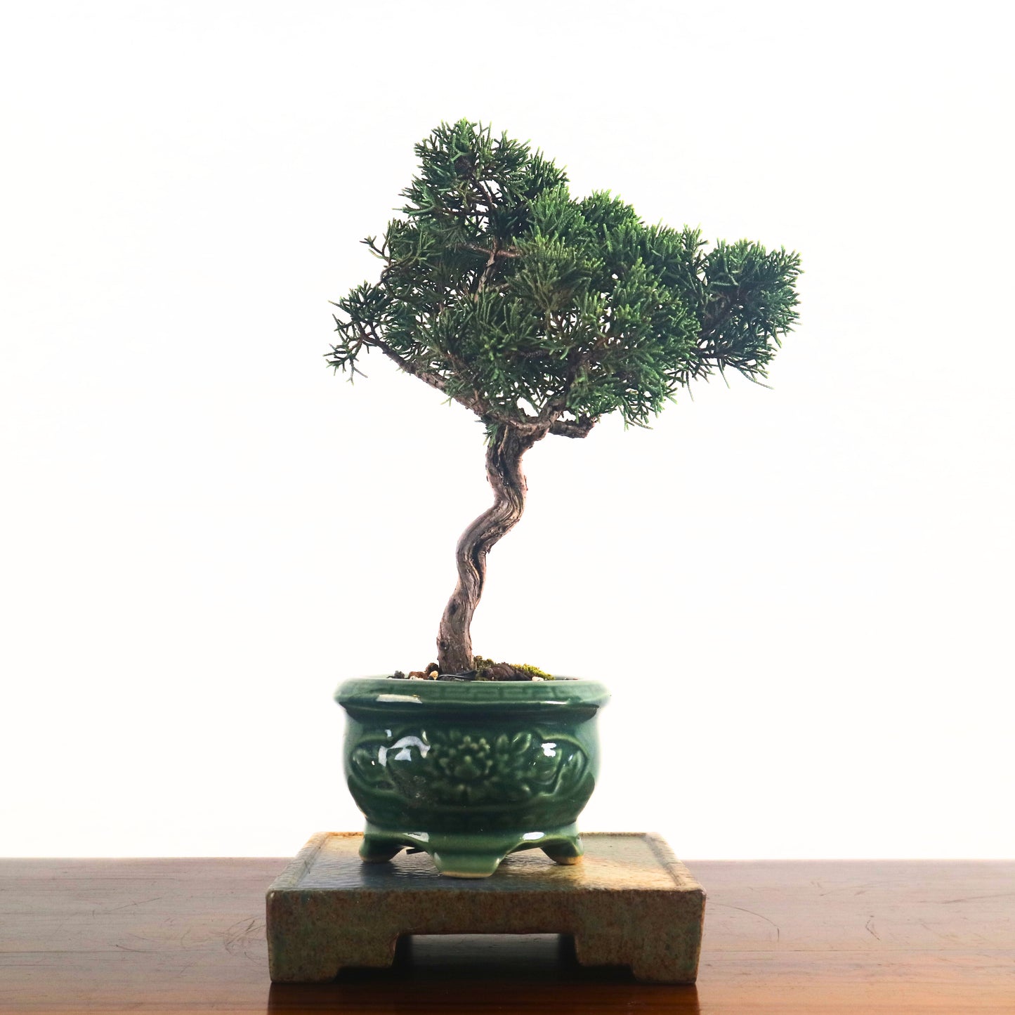 Japanese Juniper