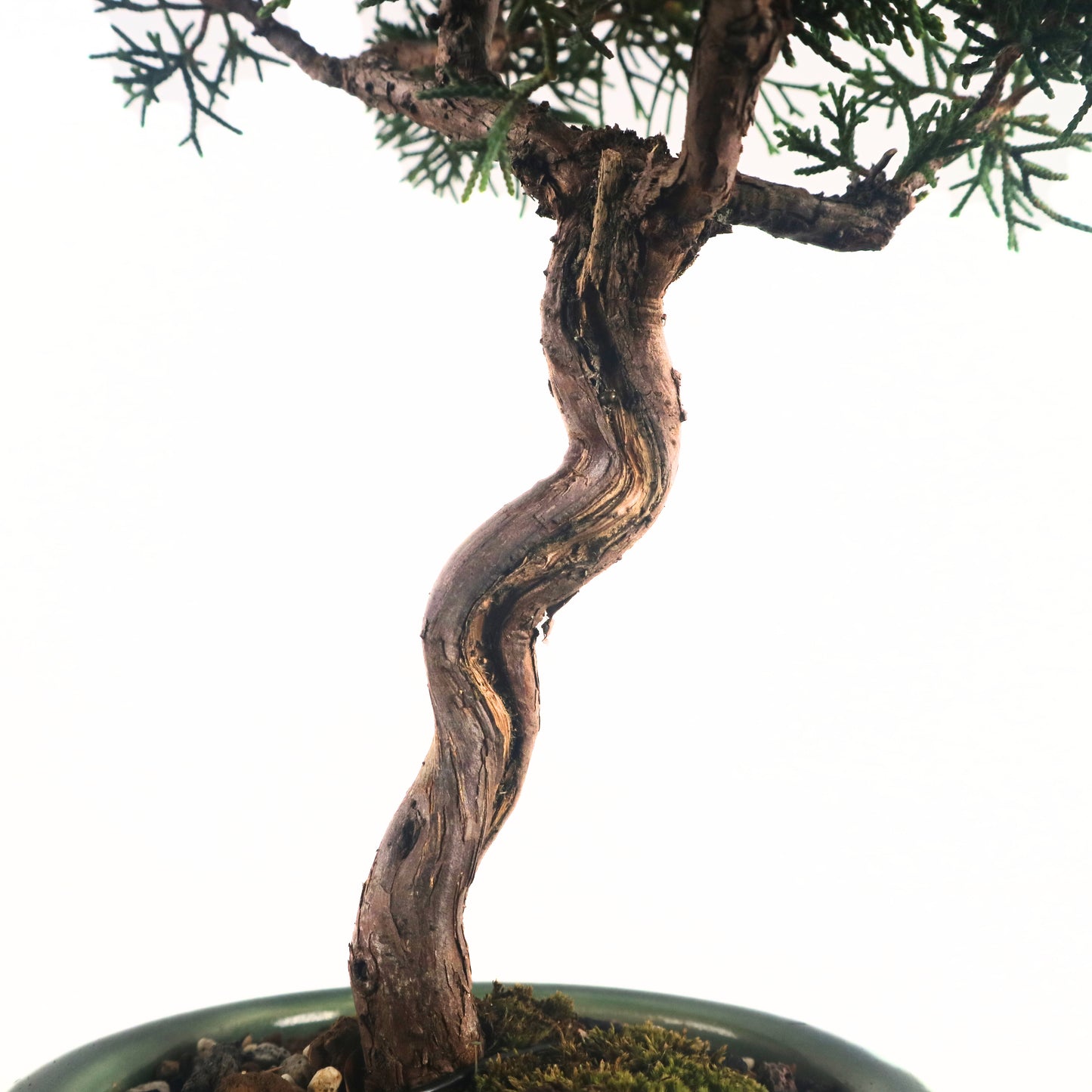 Japanese Juniper