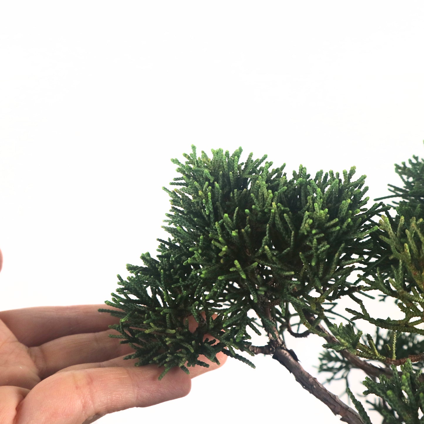 Japanese Juniper