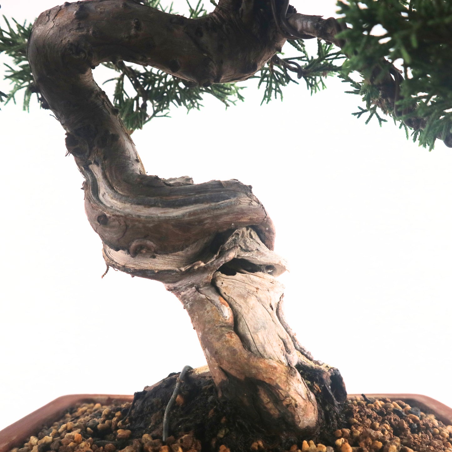 Japanese Juniper