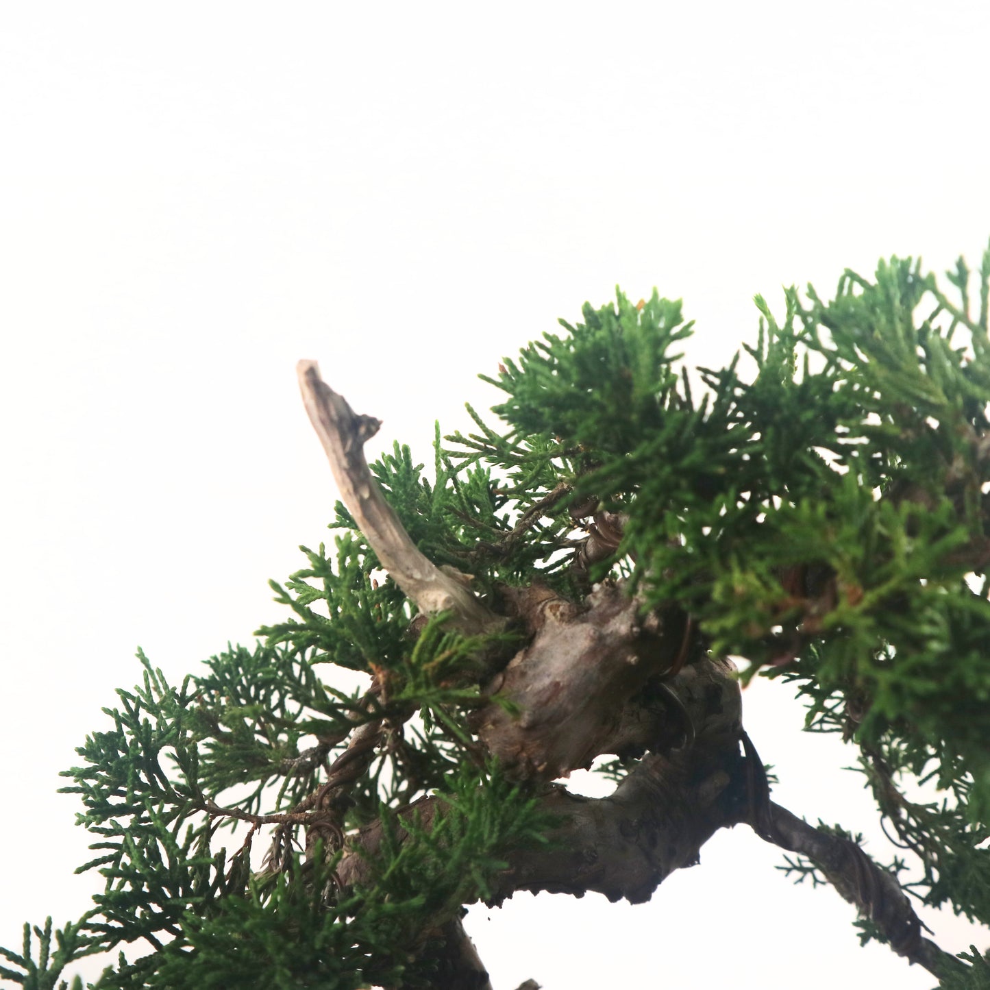 Japanese Juniper