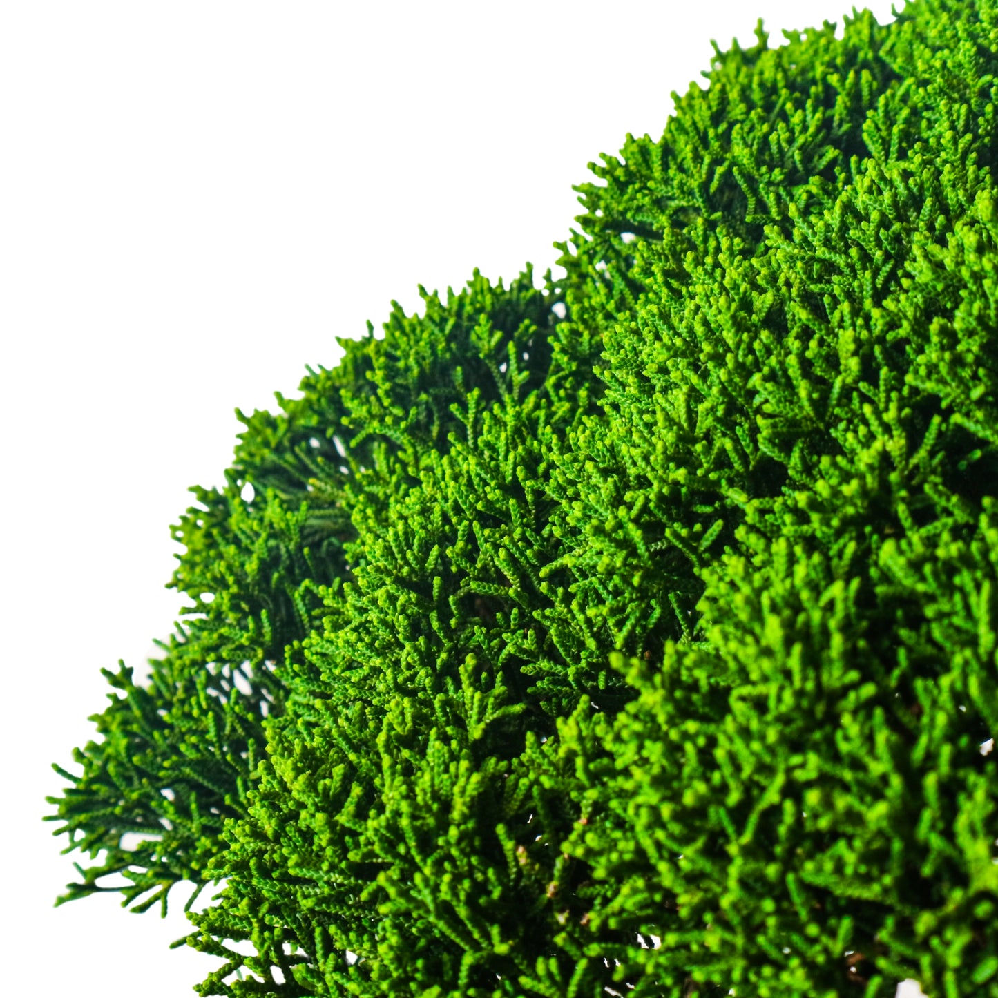 Japanese Juniper