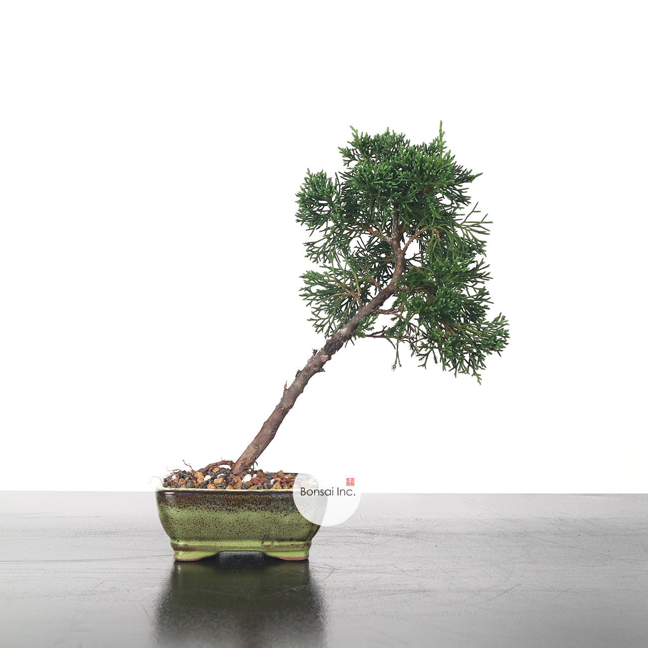 Japanese Kishu Shimpaku Bonsai 日本紀州真柏