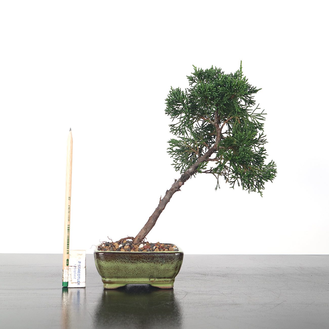 Japanese Kishu Shimpaku Bonsai 日本紀州真柏