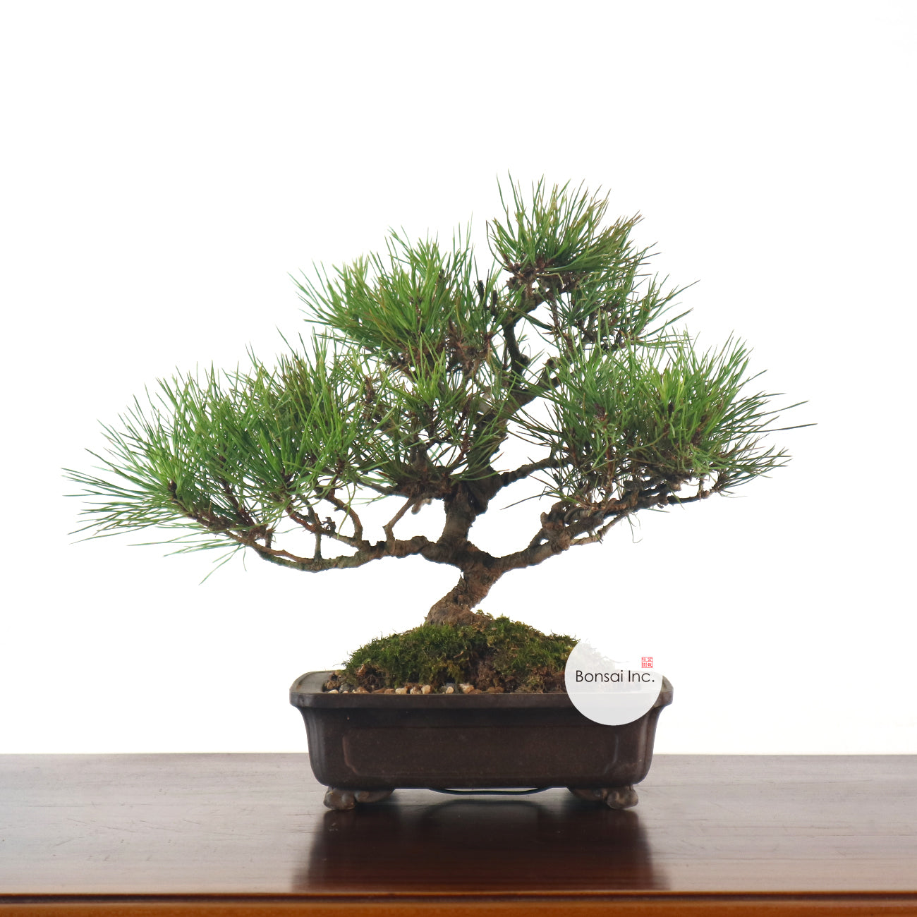 Japanese Black Pine - Kuromatsu Bonsai 日本黑松