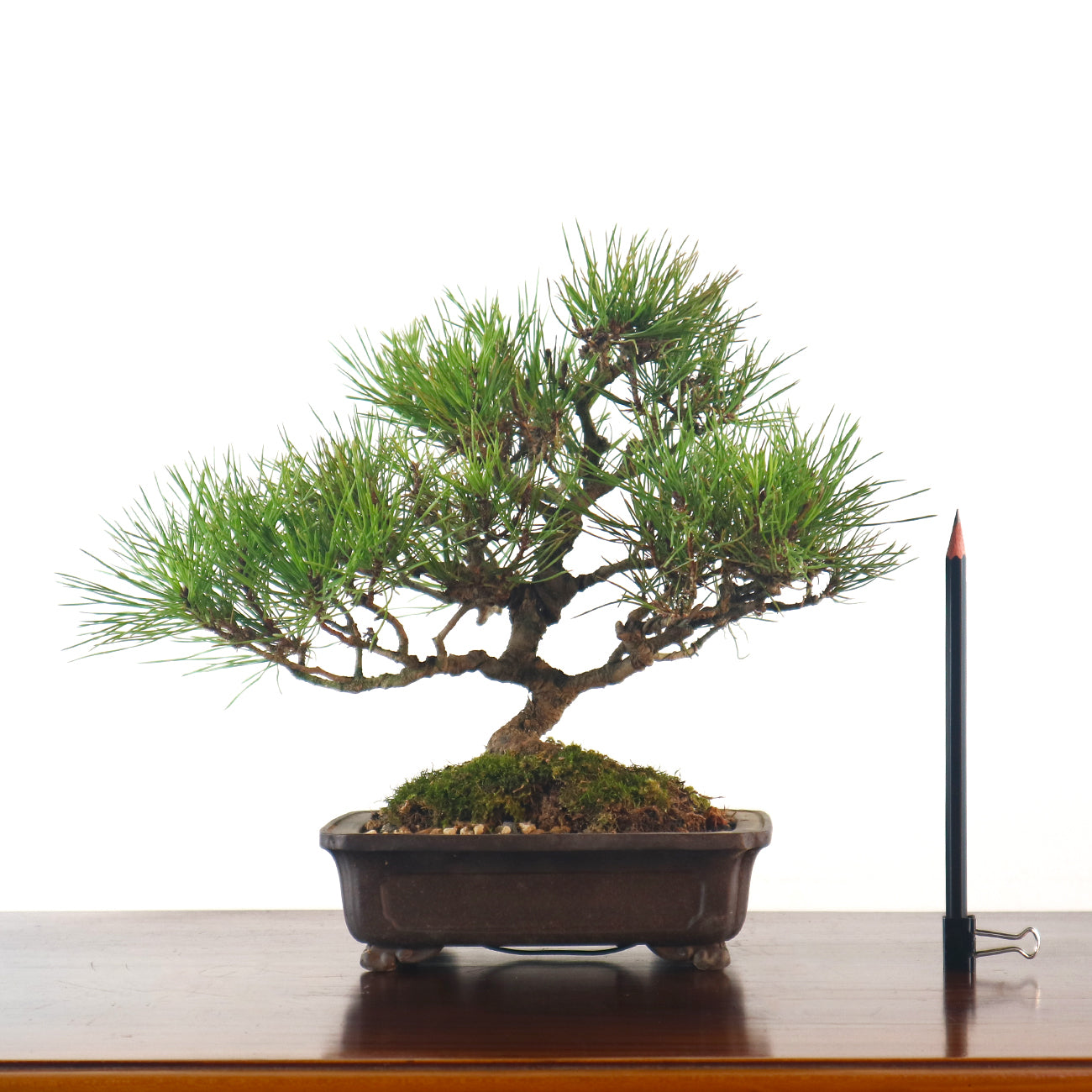 Japanese Black Pine - Kuromatsu Bonsai 日本黑松