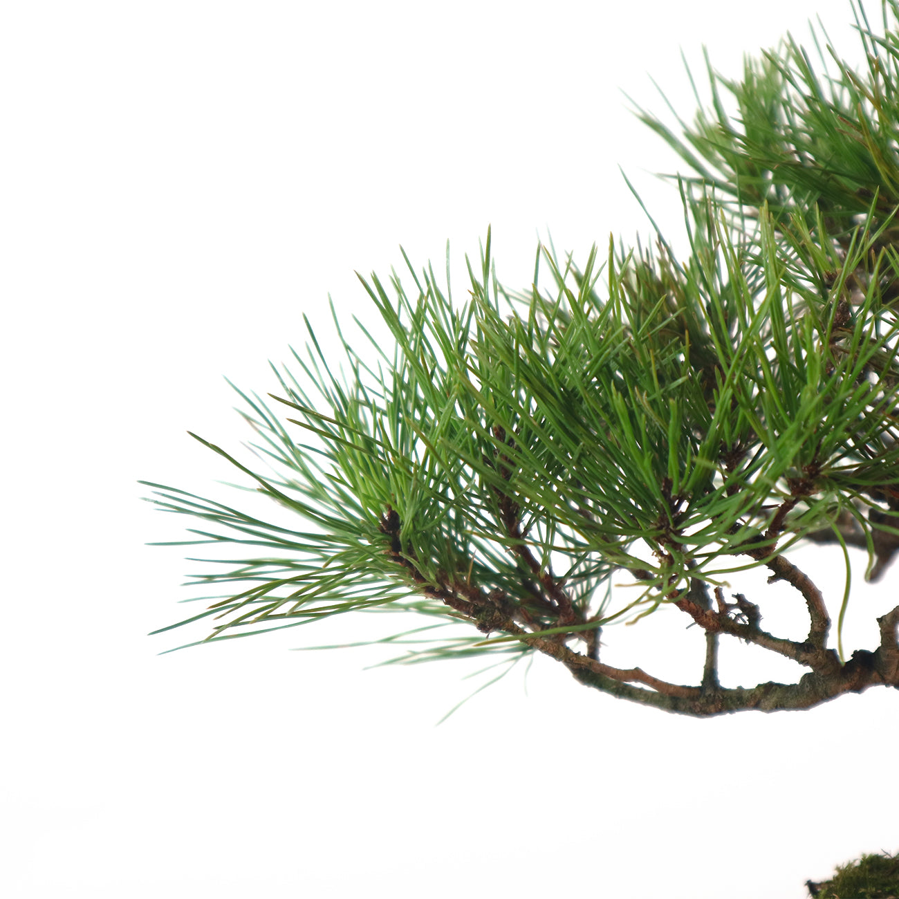 Japanese Black Pine - Kuromatsu Bonsai 日本黑松