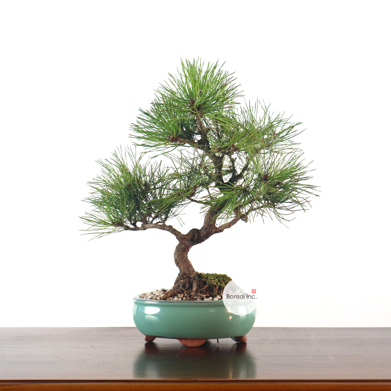 Japanese Black Pine - Kuromatsu Bonsai 日本黑松