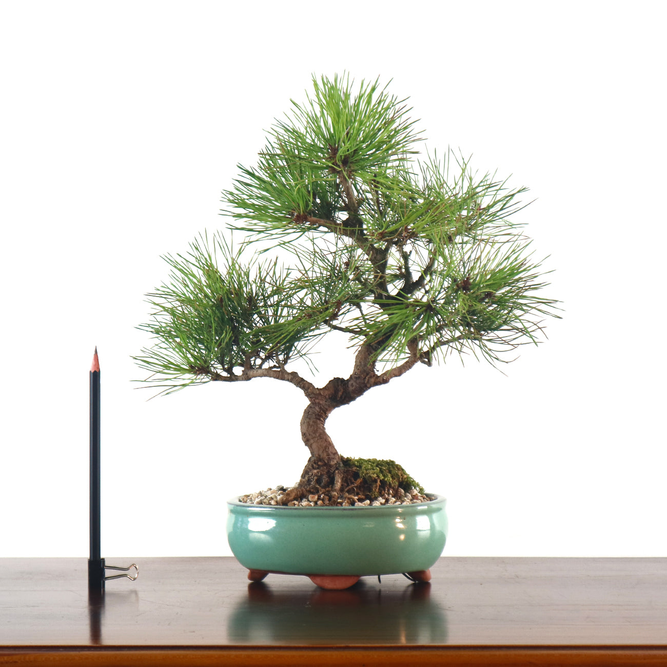 Japanese Black Pine - Kuromatsu Bonsai 日本黑松