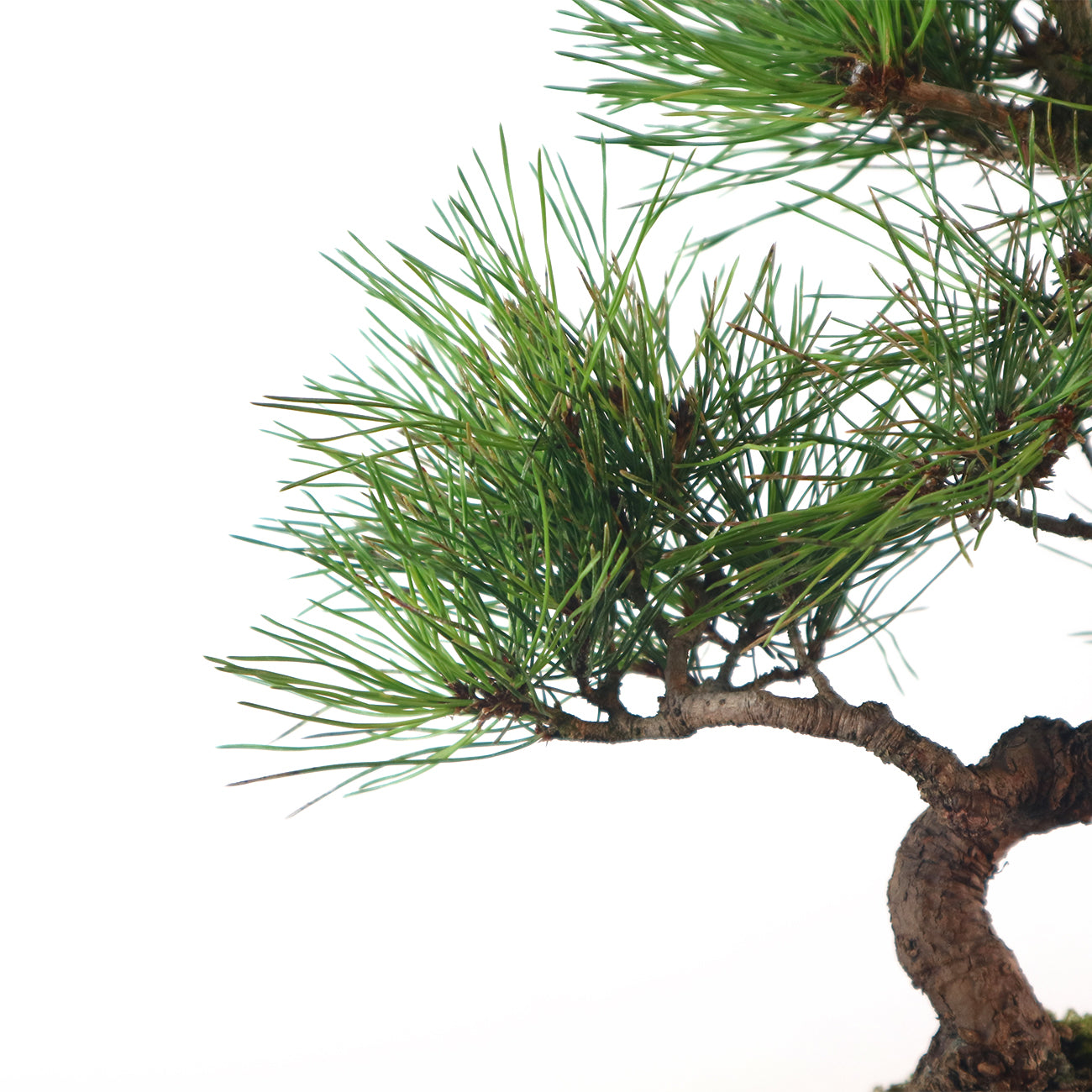 Japanese Black Pine - Kuromatsu Bonsai 日本黑松