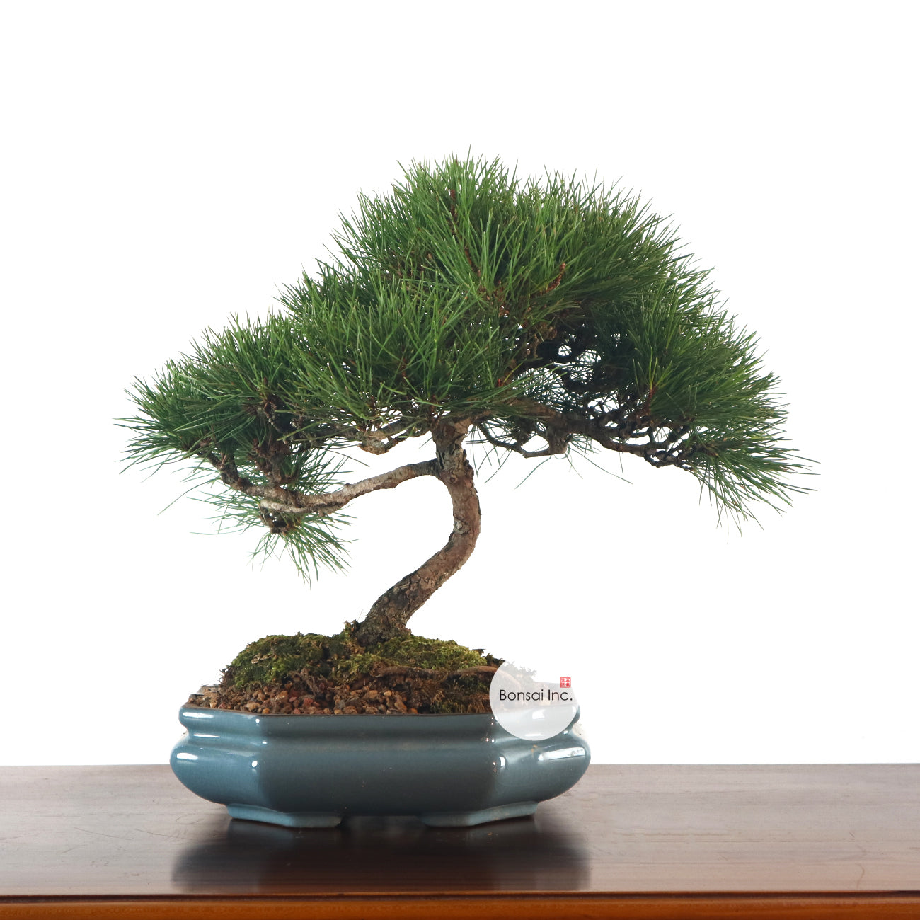 Japanese Black Pine - Kuromatsu Bonsai 日本黑松