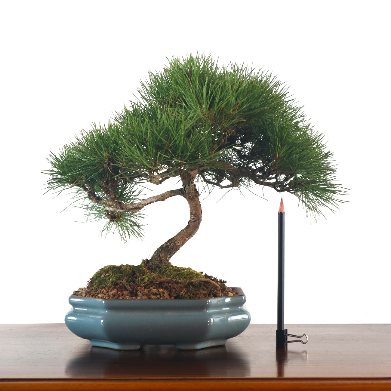 Japanese Black Pine - Kuromatsu Bonsai 日本黑松
