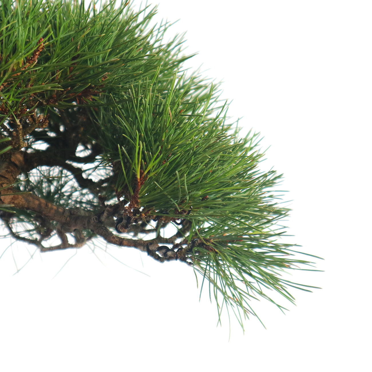 Japanese Black Pine - Kuromatsu Bonsai 日本黑松