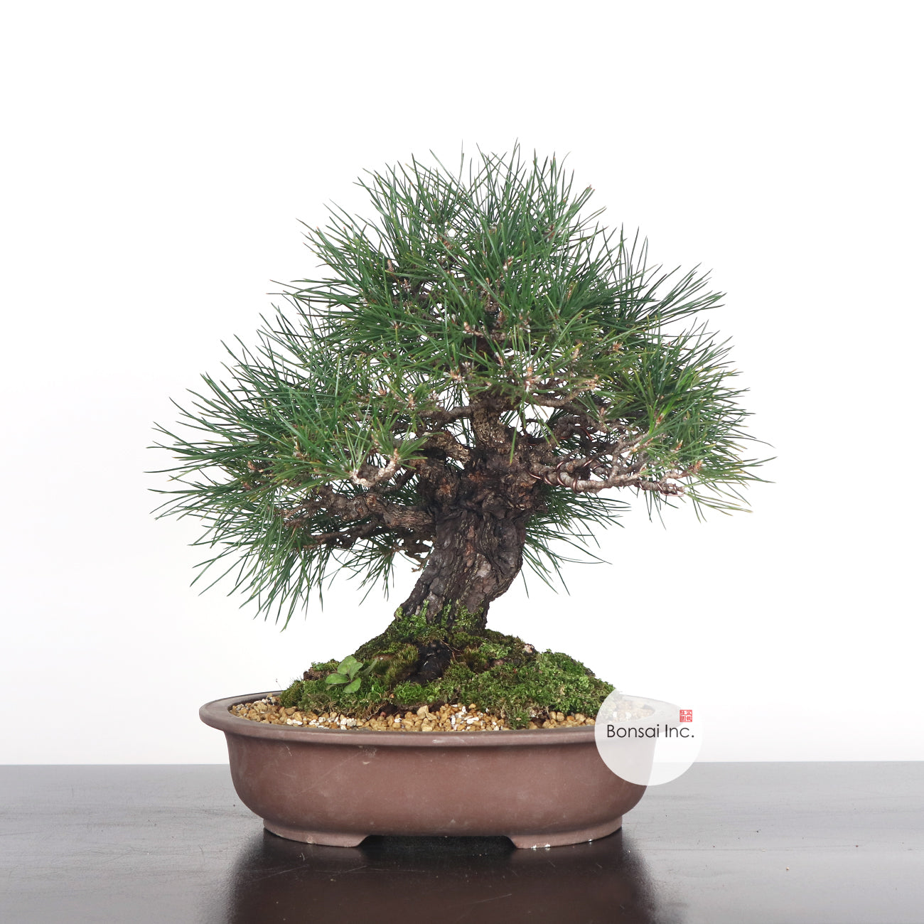 Japanese Black Pine - Kuromatsu Bonsai 日本黑松