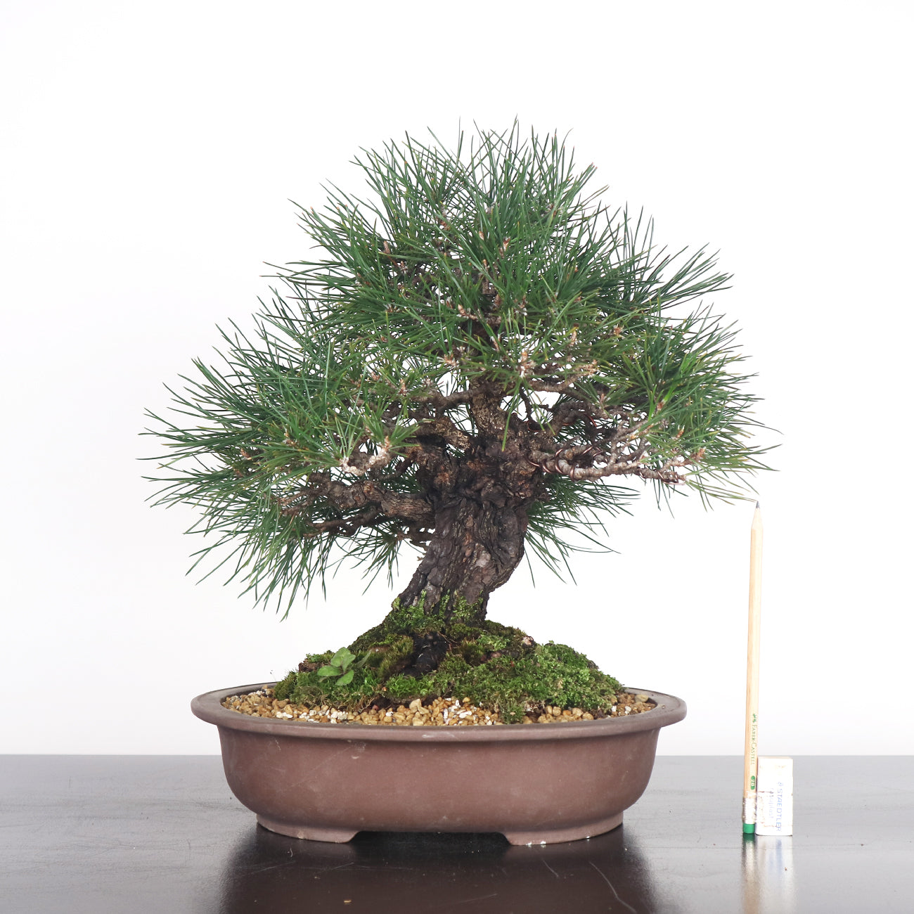 Japanese Black Pine - Kuromatsu Bonsai 日本黑松