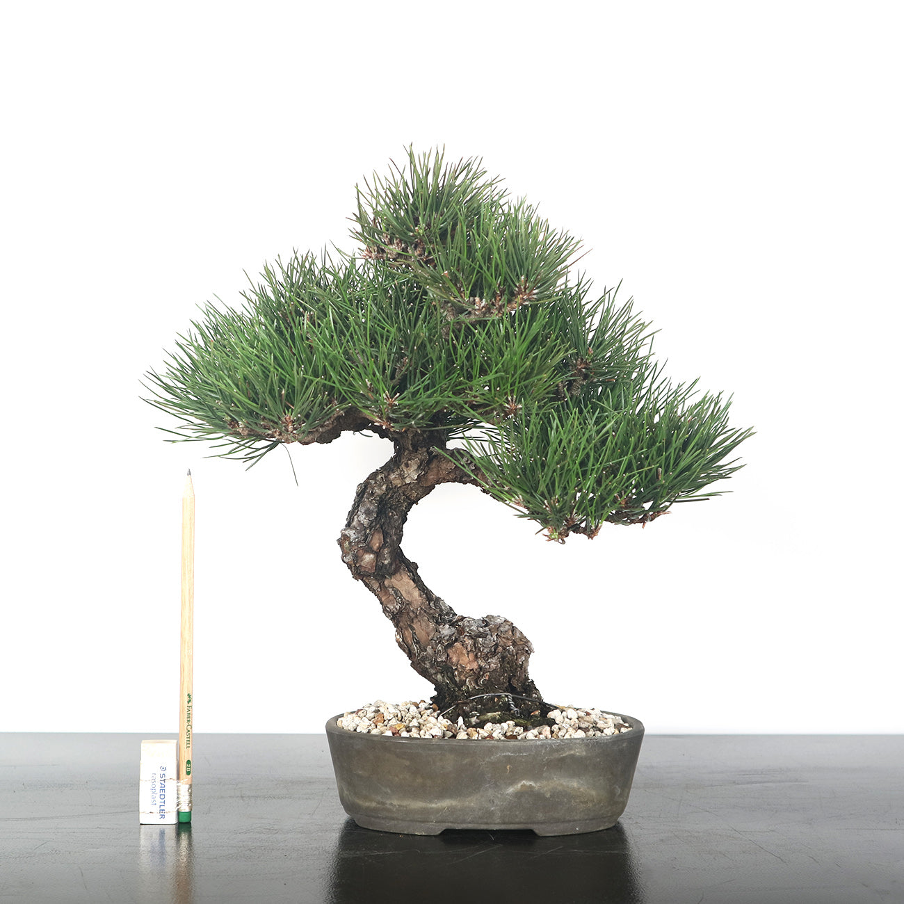 Japanese Black Pine - Kuromatsu Bonsai 日本黑松