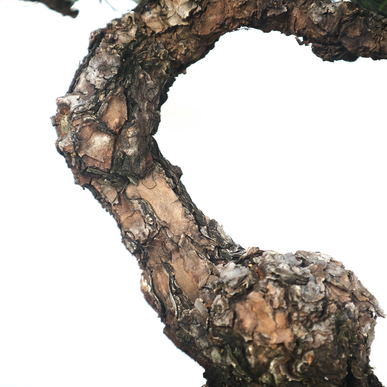 Japanese Black Pine - Kuromatsu Bonsai 日本黑松